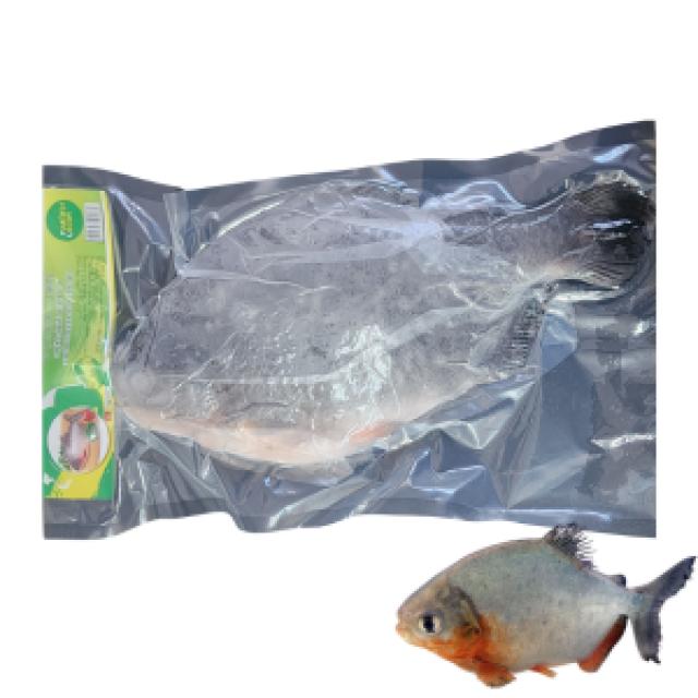 冷凍レッドコロソマ